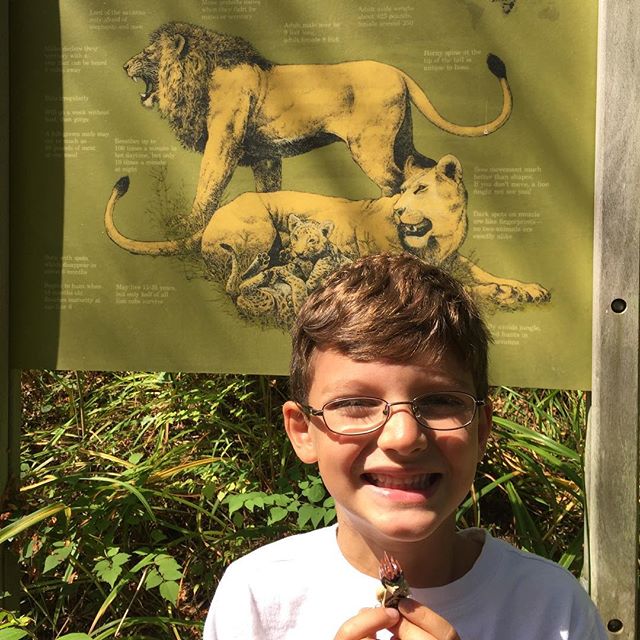 Zoo checklist complete: robotic dinosaurs and comparing Lego long-tooth lions to real lions
